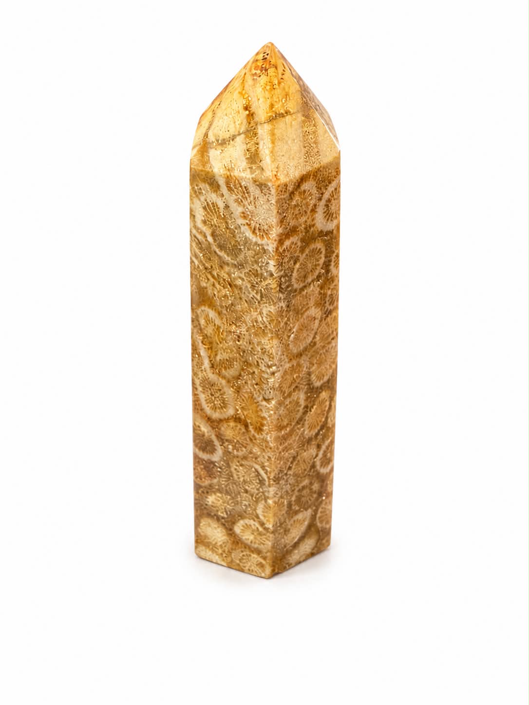 Tour | Corail fossilisé